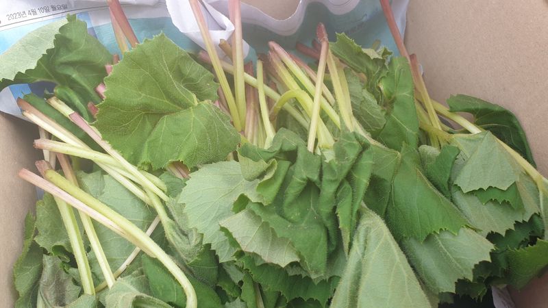 농부아내님의 장터 판매 상품 [자연산 노지 머위순+머위대 2kg] 첨부 사진