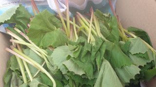 농부아내님의 작성글 사진