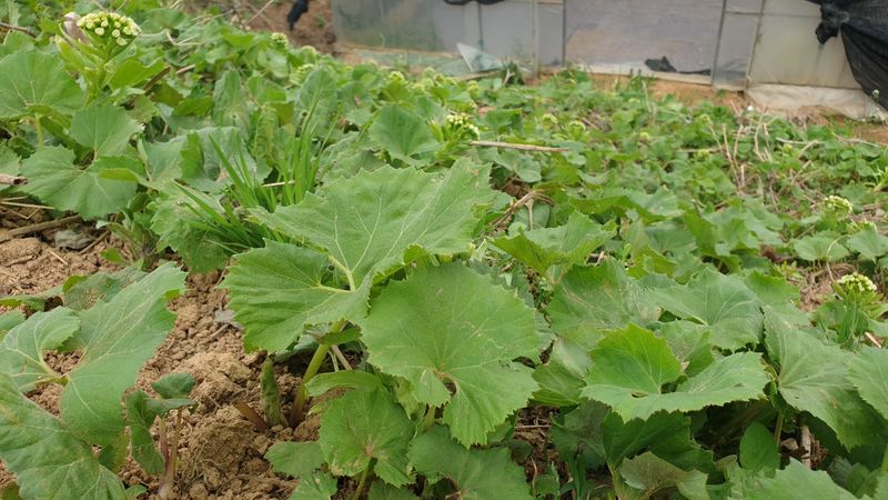 농부아내님의 장터 판매 상품 [자연산 노지 머위순+머위대 2kg] 첨부 사진