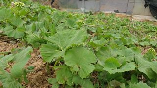 농부아내님의 작성글 사진