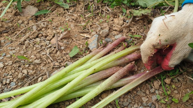 농부아내님의 장터 판매 상품 [자연산 노지 머위순+머위대 2kg] 첨부 사진