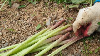 농부아내님의 작성글 사진