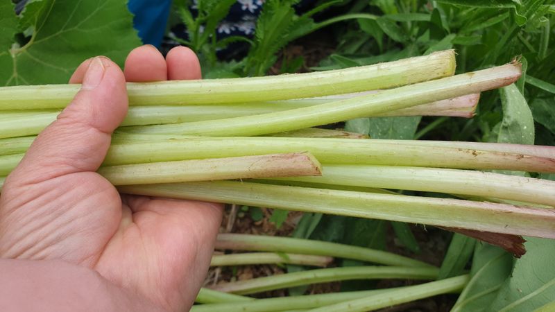 농부아내님의 장터 판매 상품 [자연산 노지 머위순+머위대 2kg] 첨부 사진