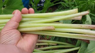 농부아내님의 작성글 사진