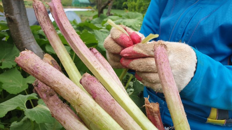 농부아내님의 장터 판매 상품 [자연산 노지 머위순+머위대 2kg] 첨부 사진