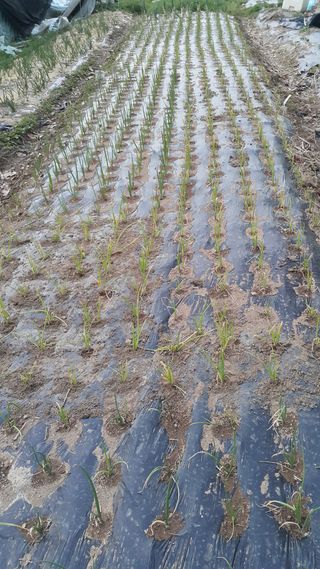 정보센터님의 파 · 자유게시판 작성글 사진