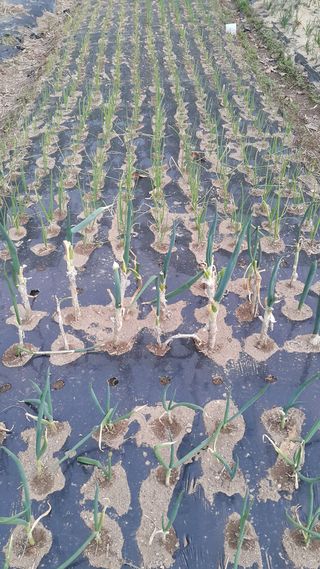 정보센터님의 파 · 자유게시판 작성글 사진