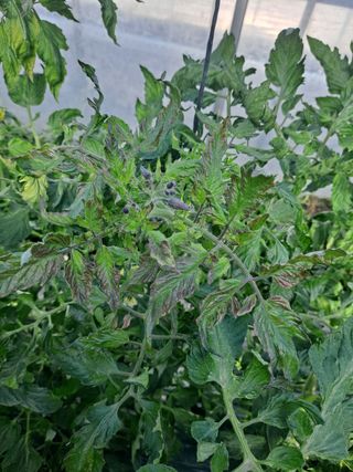 3672Hap님의 토마토 · 병해충상담 작성글 사진