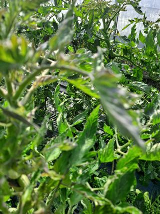 3672Hap님의 토마토 · 병해충상담 작성글 사진