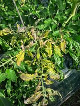 팜모닝 토마토·병해충상담 게시글 이미지