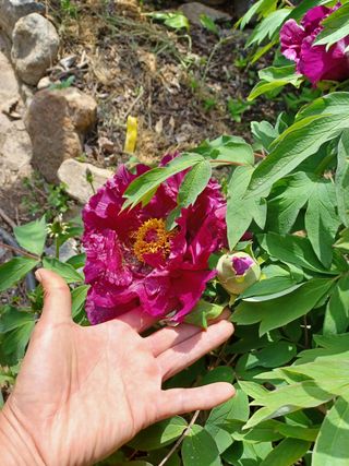 알 수 없음님의 기타작물 · 자유게시판 작성글 사진