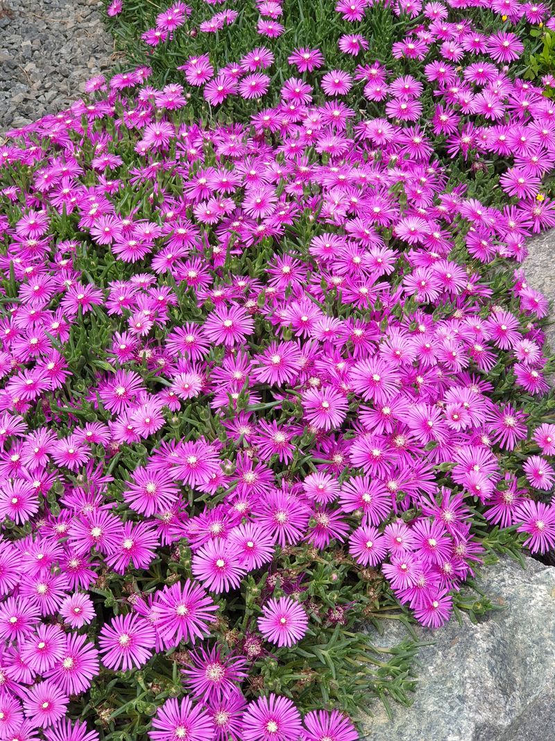 장터 상품 [송엽국   잔디꽃 패랭이꽃] 썸네일