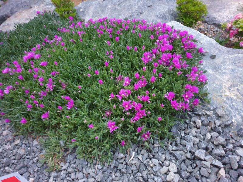 알 수 없음님의 장터 판매 상품 [송엽국   잔디꽃 패랭이꽃] 첨부 사진