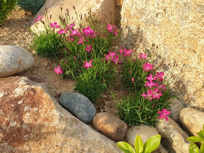 알 수 없음님의 장터 판매 상품 [송엽국   잔디꽃 패랭이꽃] 첨부 사진