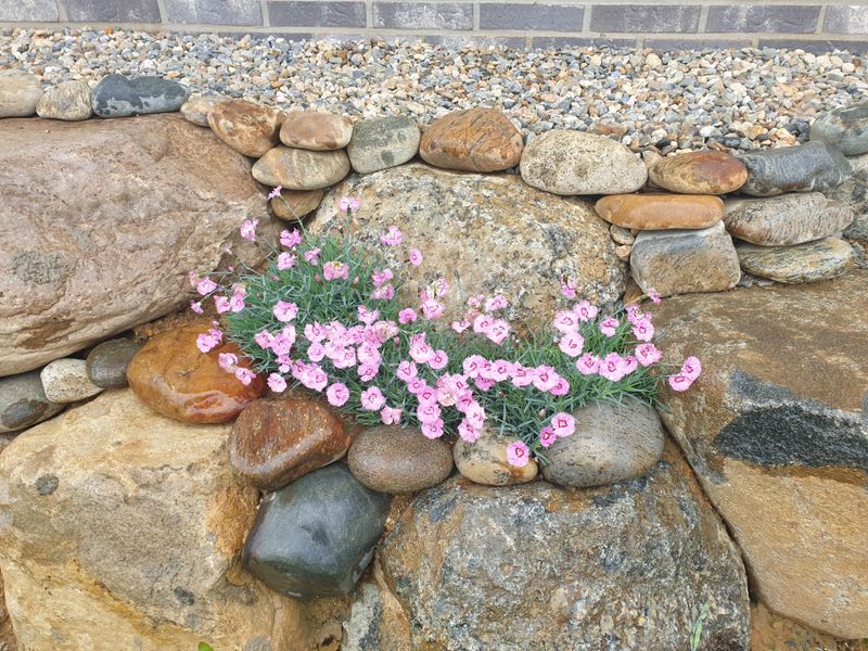 알 수 없음님의 장터 판매 상품 [송엽국   잔디꽃 패랭이꽃] 첨부 사진