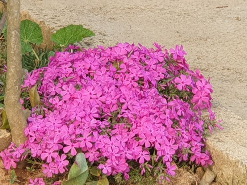 최순님의 장터 판매 상품 [예쁜 월동 송엽국 꽃] 첨부 사진