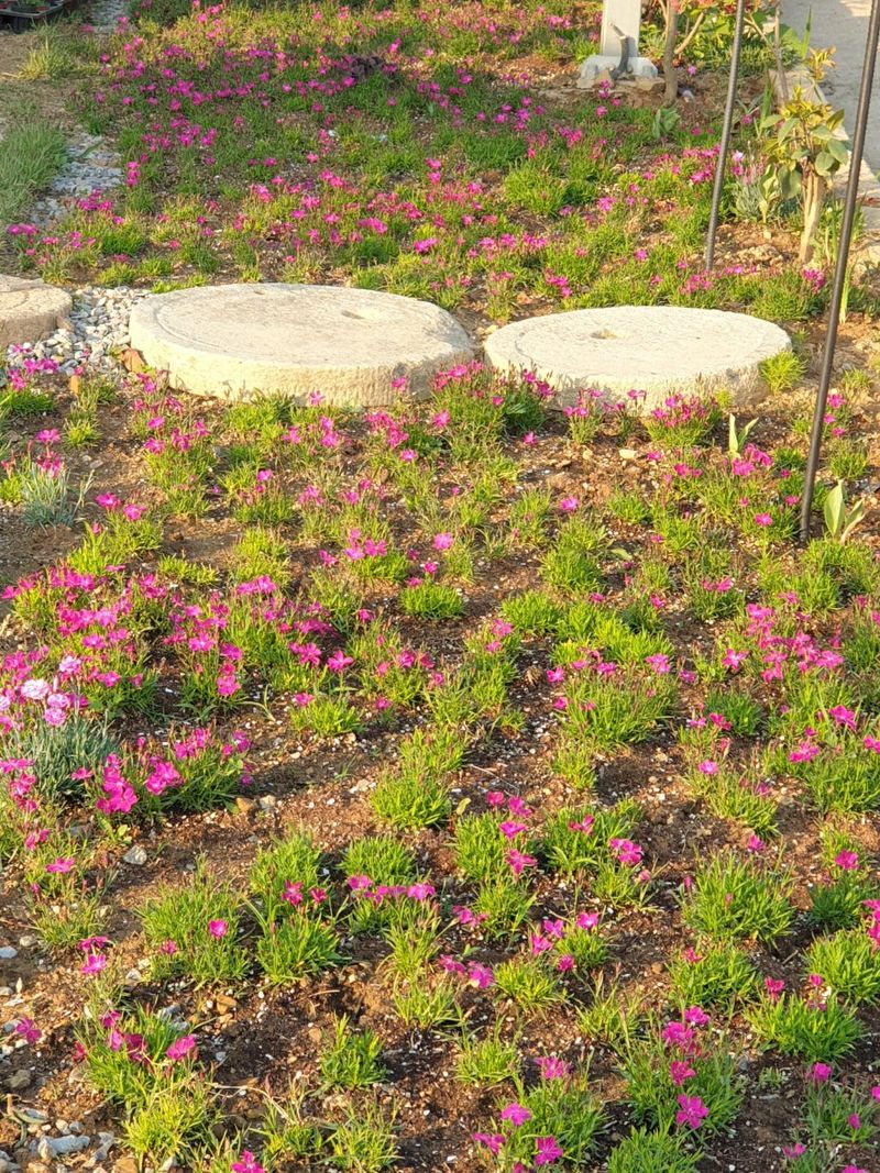 알 수 없음님의 장터 판매 상품 [송엽국   잔디꽃 패랭이꽃] 첨부 사진