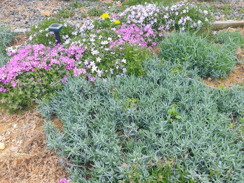 알 수 없음님의 장터 판매 상품 [송엽국   잔디꽃 패랭이꽃] 첨부 사진