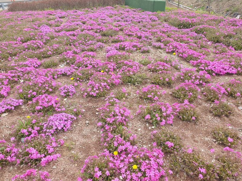 알 수 없음님의 장터 판매 상품 [송엽국   잔디꽃 패랭이꽃] 첨부 사진