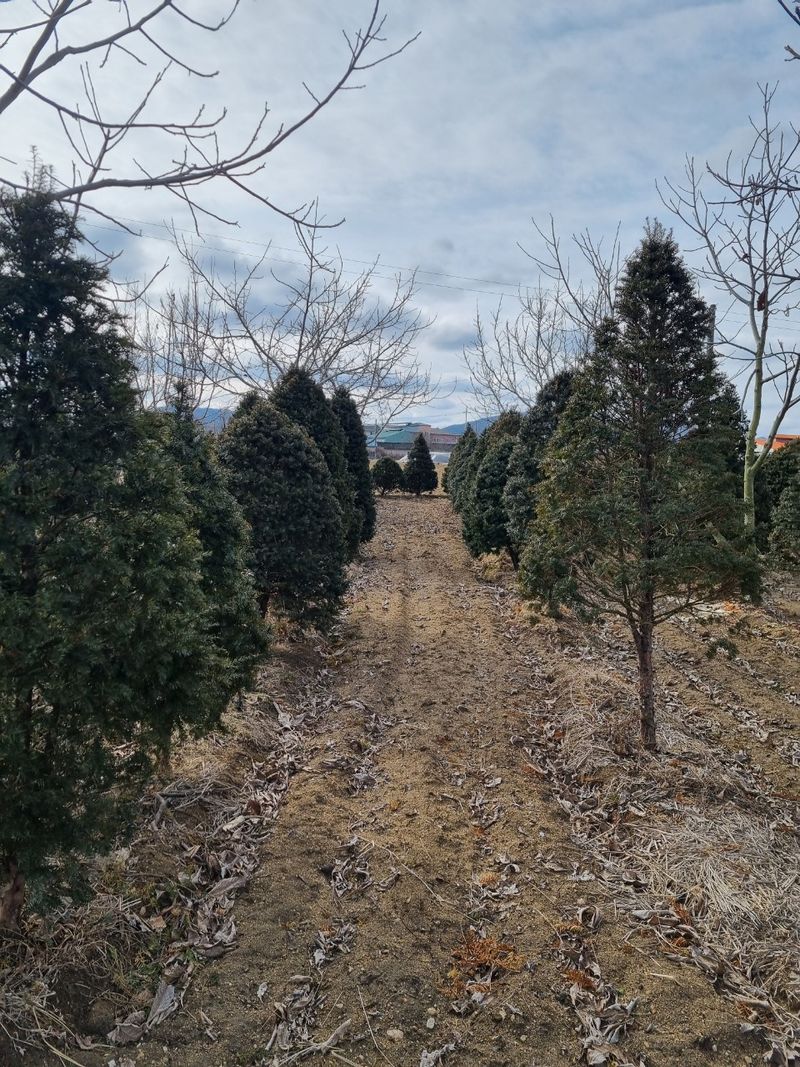 장터 상품 [주목20년생 100주] 썸네일