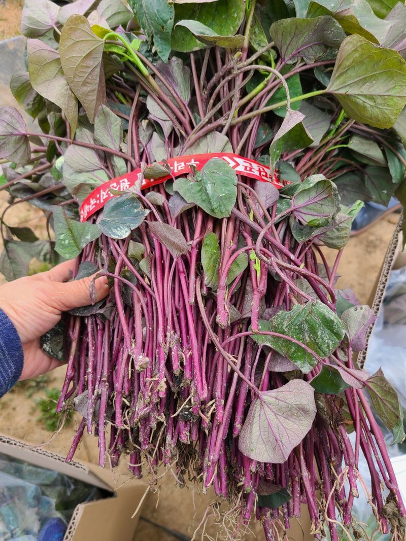 이동훈님의 장터 판매 상품 [고구마종순1단(100)기준] 첨부 사진