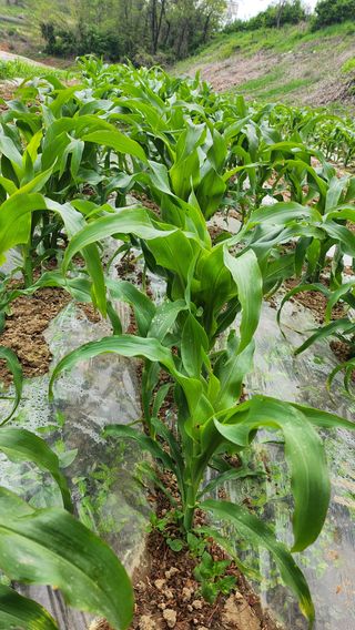 율촌 김은숙님의 옥수수 · 자유게시판 작성글 사진