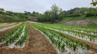 율촌 김은숙님의 옥수수 · 자유게시판 작성글 사진