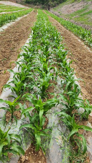 율촌 김은숙님의 옥수수 · 자유게시판 작성글 사진