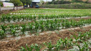 율촌 김은숙님의 옥수수 · 자유게시판 작성글 사진