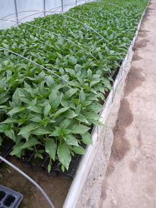 마정숙님의 고추 · 파종•정식 작성글 사진