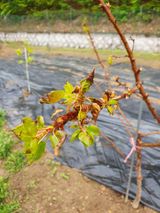 팜모닝 자유주제·자유게시판 게시글 이미지