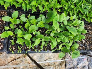 갈마골님의 자유주제 · 자유게시판 작성글 사진