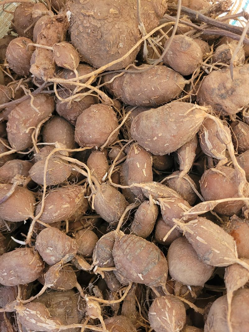 장터 상품 [(판매완료)아피오스(인디언감자)종자] 썸네일