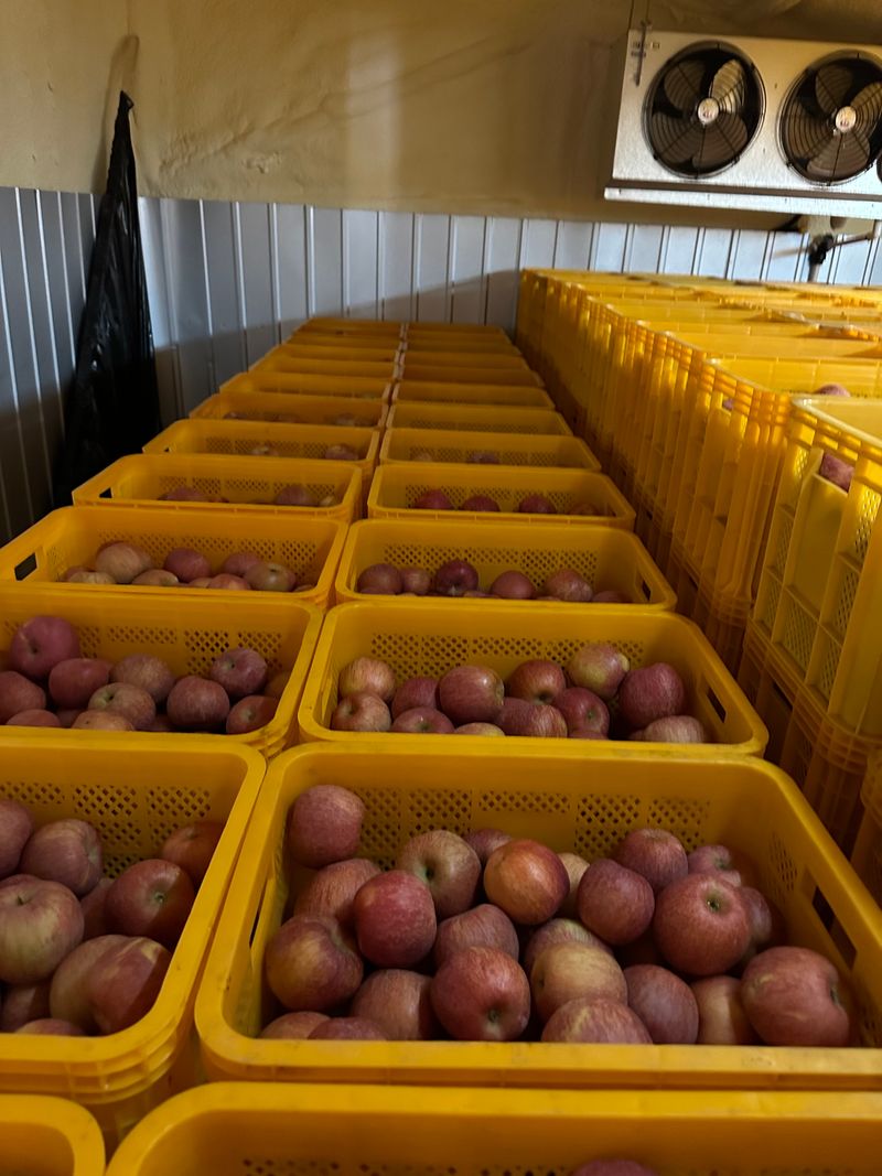 장터 상품 [사과(미안마)] 썸네일