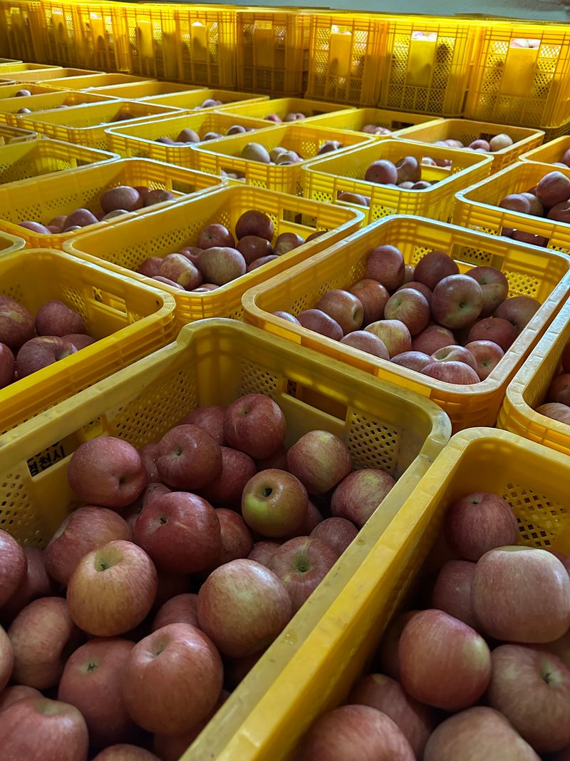 이천수님의 장터 판매 상품 [사과(미안마)] 첨부 사진