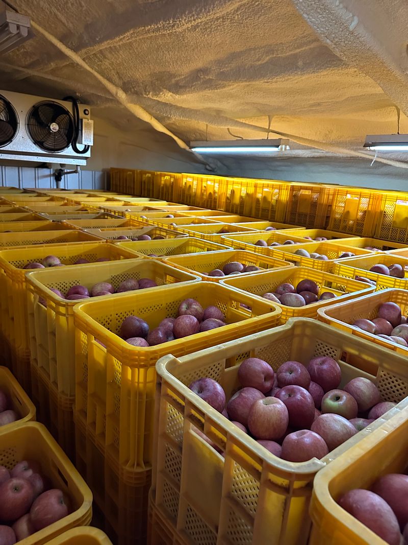 이천수님의 장터 판매 상품 [사과(미안마)] 첨부 사진