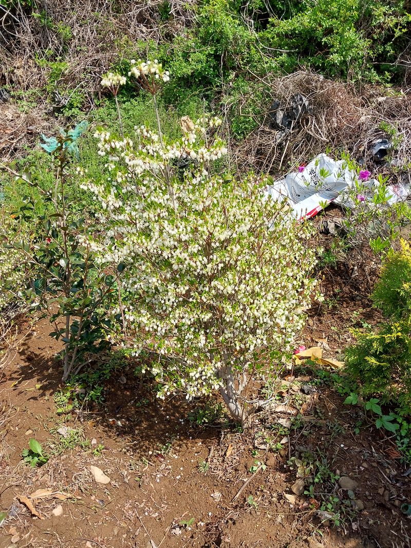 장터 상품 [삽목털이묘및 포트ㆍ성목판매] 썸네일