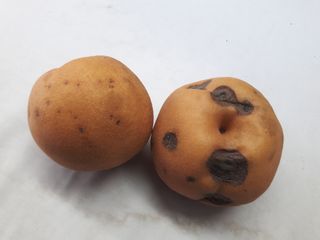 서영선님의 배 · 병해충상담 작성글 사진