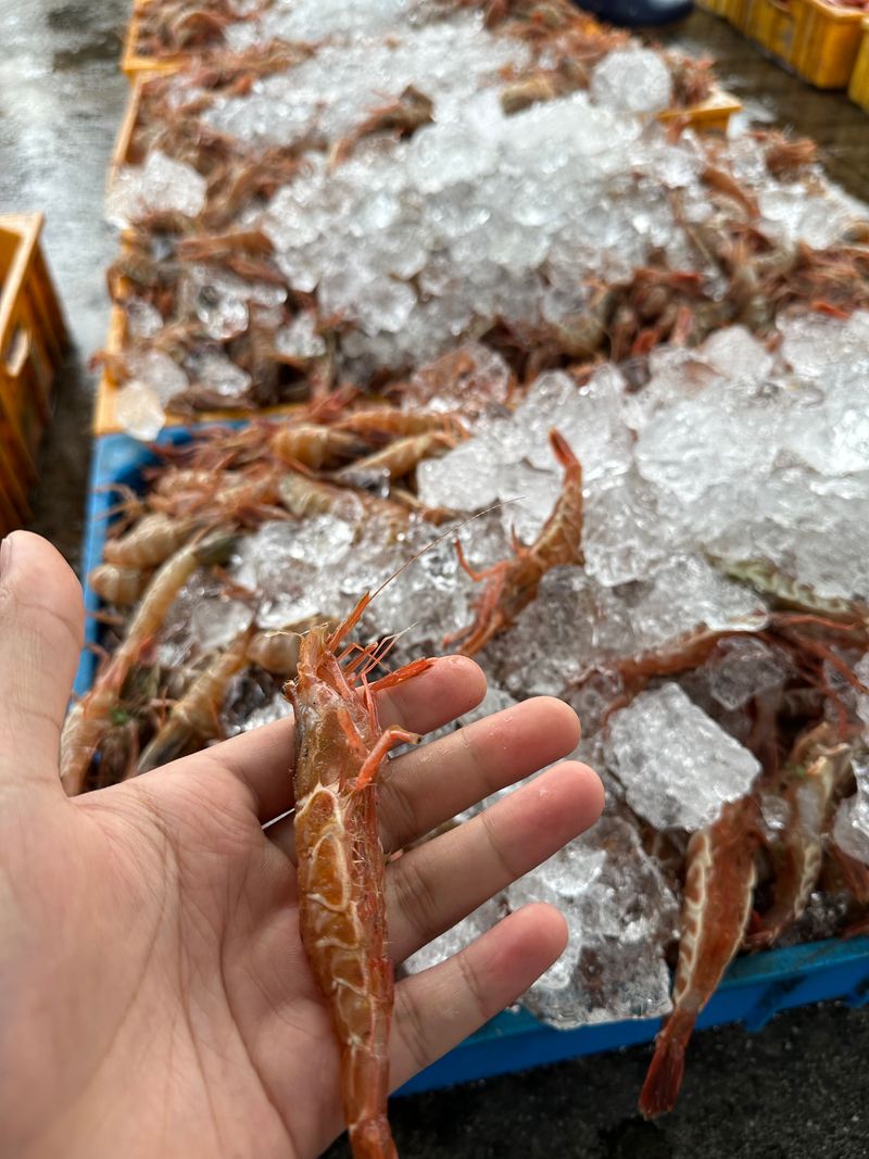 모어더더님의 장터 판매 상품 [M.N.M  귀한 명품 보리새우 횟감용 ] 첨부 사진