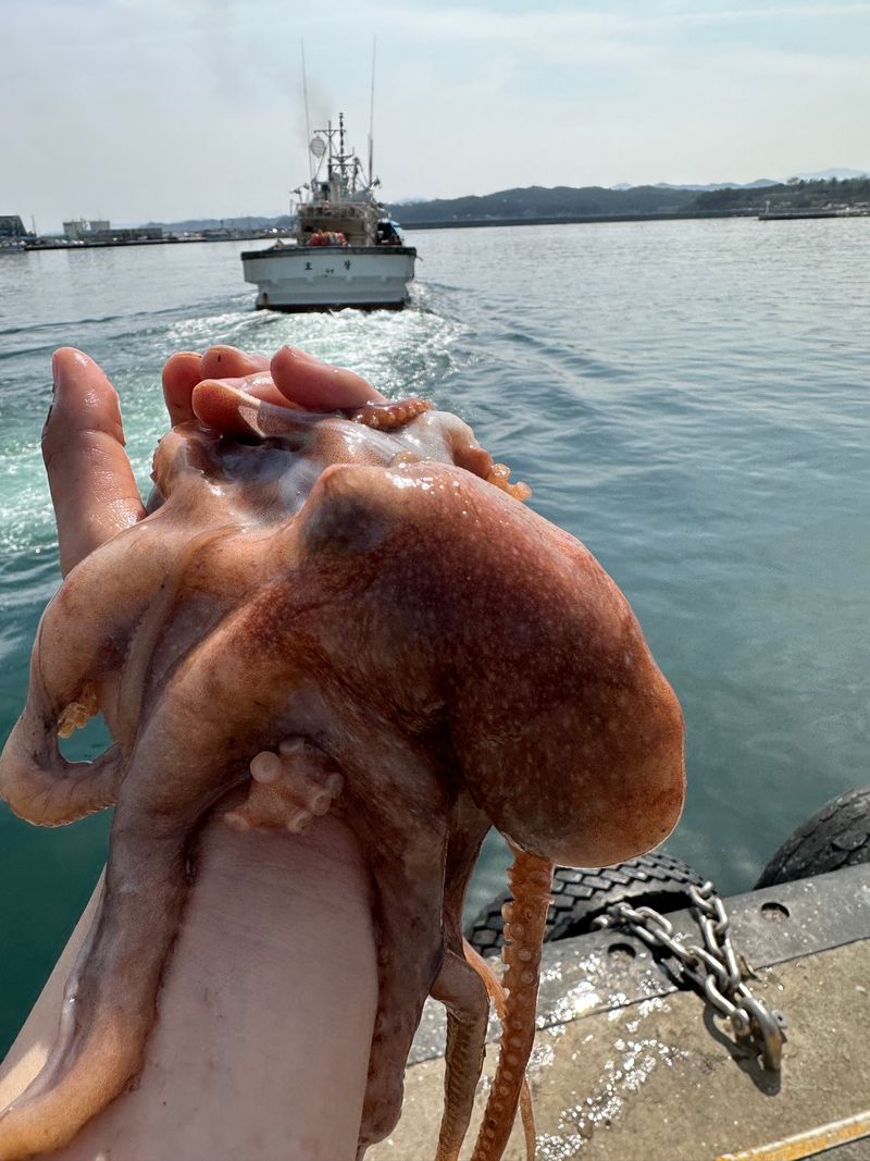 장터 상품 [무료배송 동해안 낙지문어 , 발문어 , 독도문어 ] 썸네일