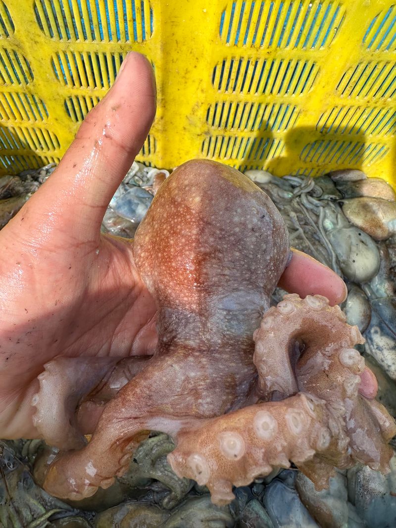 모어더더님의 장터 판매 상품 [무료배송 동해안 낙지문어 , 발문어 , 독도문어 ] 첨부 사진