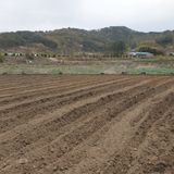 팜모닝 고추·파종•정식 게시글 이미지