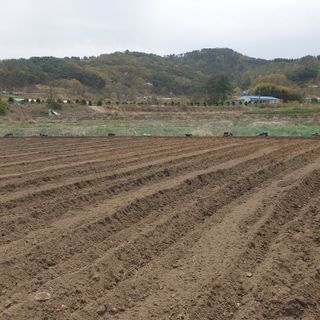 당진농부님의 고추 · 파종•정식 작성글 사진