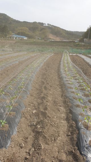 당진농부님의 고추 · 파종•정식 작성글 사진