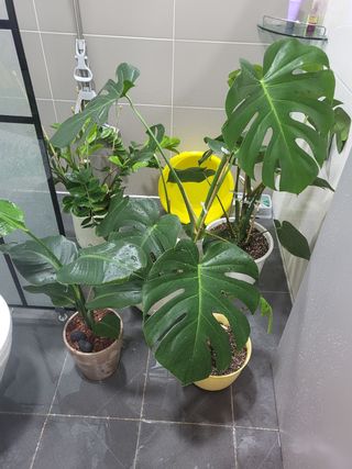 짱순이연속8월출석왕님의 시금치 · 일상 작성글 사진