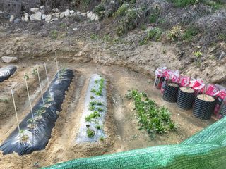 짱순이연속8월출석왕님의 시금치 · 일상 작성글 사진