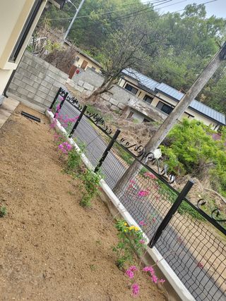 짱순이연속8월출석왕님의 시금치 · 일상 작성글 사진