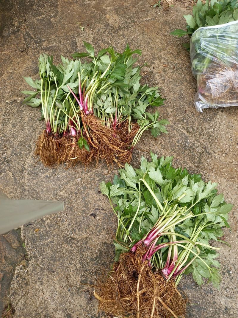 장터 상품 [신선초 ] 썸네일