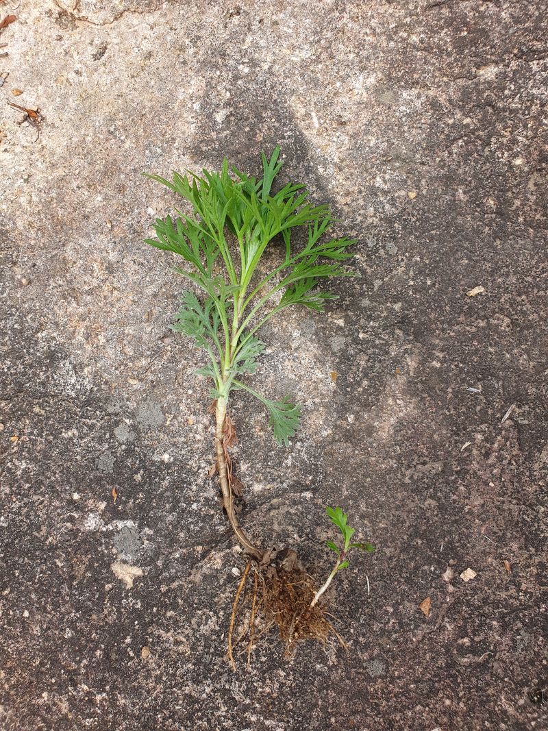 장터 상품 [구절초 1주당  250~500원] 썸네일