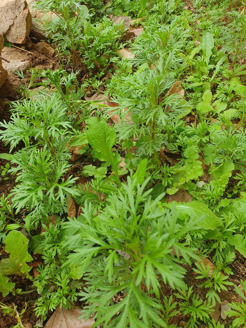 속리산아트힐링센터님의 장터 판매 상품 [구절초 1주당  250~500원] 첨부 사진